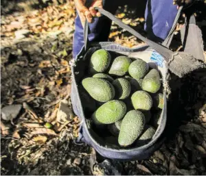  ?? BILD: SN/APA/AFP/CLAUDIO REYES ?? Ernte in der Provinz Petorca in Chile.