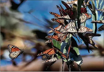  ?? PHOTOS BY SHMUEL THALER — SANTA CRUZ SENTINEL ?? A monarch butterfly wings to a butterfly cluster in a eucalyptus tree at Natural Bridges in November.