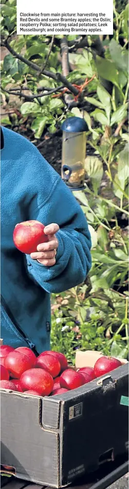  ??  ?? Clockwise from main picture: harvesting the Red Devils and some Bramley apples; the Oslin; raspberry Polka; sorting salad potatoes; Leek Musselburg­h; and cooking Bramley apples.