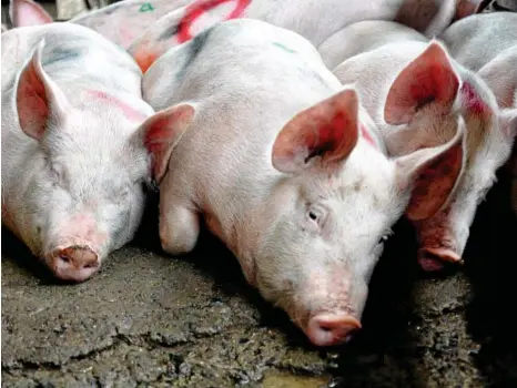  ?? PHOTO: DOUG PARRINGTON ?? The outbreak of African swine fever could mean a higher demand for alternativ­e proteins.