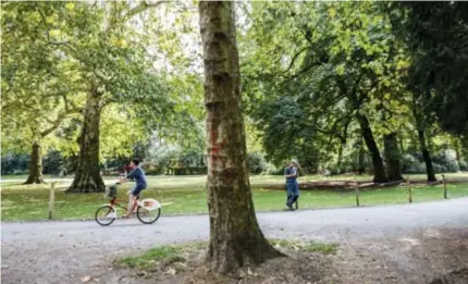  ?? FOTO VICTORIANO MORENO ?? Ook oudere bomen zijn het slachtoffe­r van de droogte, zoals hier in het Stadspark.