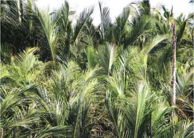  ??  ?? PCAARRD has committed to support programs and projects for the developmen­t and propagatio­n of the sago palm with their partners, not only on joint R&amp;D but also on technical assistance, generation of informatio­n, and exchange of strategies and technologi­es.