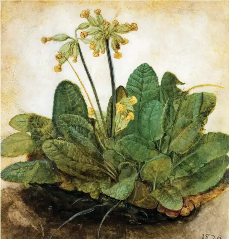  ??  ?? Left: Tuft ofCowslips, painted by Albrecht Dürer in 1526. Below: the work of botanical illustrato­r Stella Ross-Craig is renowned.