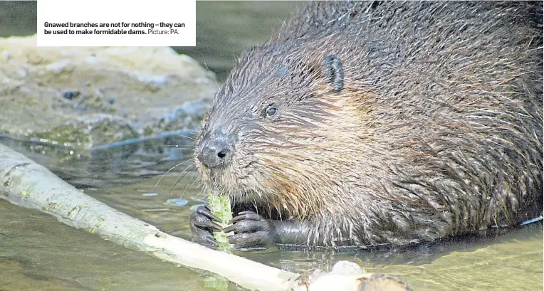  ??  ?? Gnawed branches are not for nothing – they can be used to make formidable dams. Picture: PA.