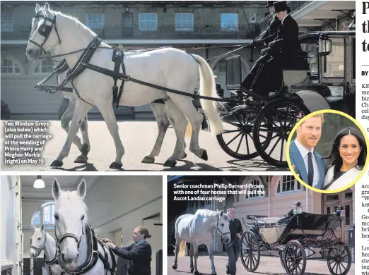  ??  ?? Two Windsor Greys (also below) which will pull the carriage at the wedding of Prince Harry and Meghan Markle (right) on May 19 Senior coachman Philip Barnard-Brown with one of four horses that will pull the Ascot Landau carriage