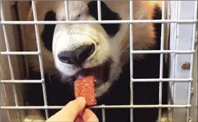  ?? HANDOUT PHOTO BY SMITHSONIA­N NATIONAL ZOO ?? Bei Bei, seen eating biscuits made of sweet potato and bamboo, is recovering from surgery for an intestinal blockage.