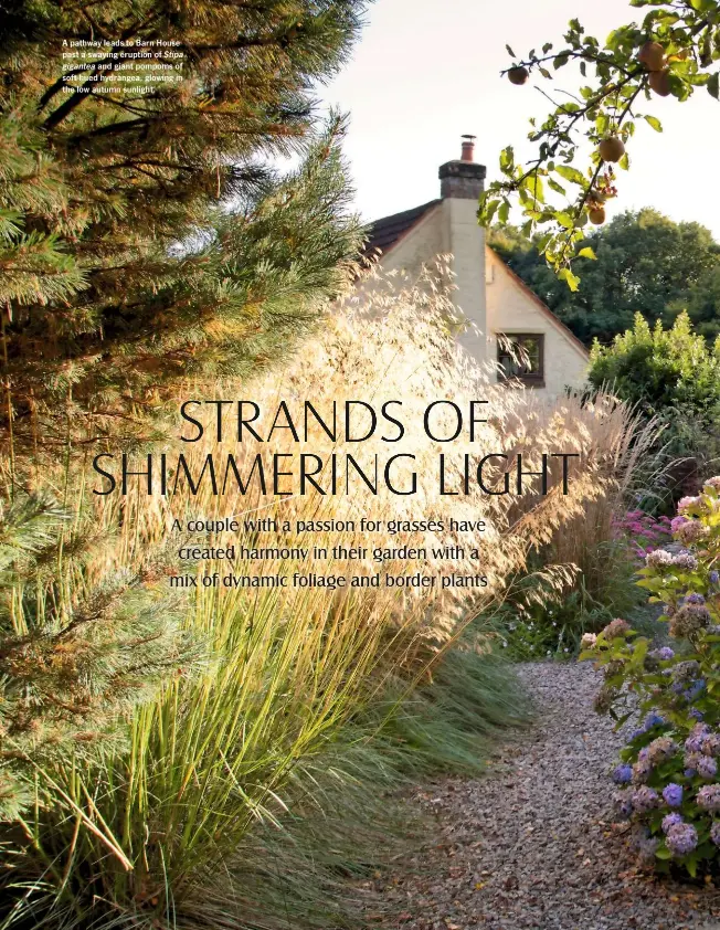  ??  ?? A pathway leads to Barn House past a swaying eruption of Stipa gigantea and giant pompoms of soft-hued hydrangea, glowing in the low autumn sunlight.