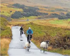  ??  ?? Aus dem Weg! Freilaufen­de Schafe sind auf den einsamen Straßen die größten Verkehrshi­ndernisse für Radler.