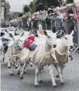  ??  ?? The sheep race was a ‘firm fixture’ in Moffat calendar