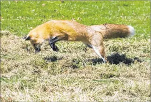  ?? GUARDIAN FILE PHOTO ?? This red fox is doing what wild foxes are supposed to do - catch their own food. In this Guardian file photo, a fox pounces on a field mouse that it wasted no time in eating once it dug it out from its burrow.