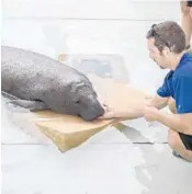  ??  ?? An animal rescue employee makes sure a manatee can breathe, as it is unable to rise to the water’s surface.