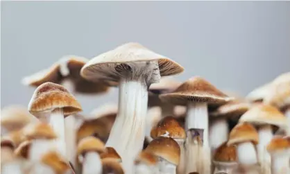  ?? Photograph: Getty Images/iStockphot­o ?? Psilocybin, found in magic mushrooms, could help the brain to break out of negative patterns in a way traditiona­l therapies cannot.