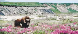  ?? USFWS ?? Muskox in Arctic NWR. These remarkable animals were extirpated from Alaska. Reintroduc­ed from Greenland, they now number 4,000 in Alaska.