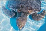  ?? LOGGERHEAD MARINE CENTER ?? Teddy the sea turtle is going to be released Wednesday back into the ocean from the beach adjacent to the Loggerhead Marine Center.