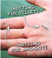  ??  ?? SHOTTING MAGGOTS FOR Use small shot and ensure precise placement whether you’re hooking maggots or pellets SHOTTING FOR PELLETS