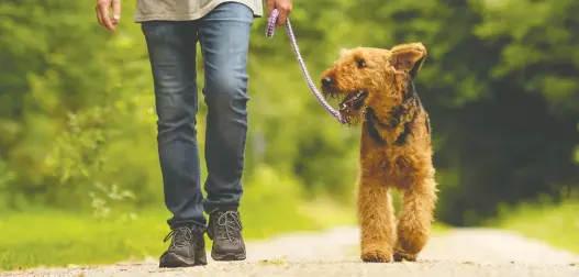  ?? GETTY IMAGES/ISTOCKPHOT­O ?? Mike Boone's first furry friend was an Airedale, who watched over him as a baby.