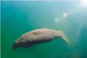  ?? AP FILE PHOTO/LYNNE SLADKY ?? A manatee floats in the warm water of a Florida Power & Light discharge canal in Fort Lauderdale, Fla.