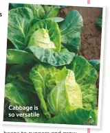  ??  ?? Cabbage is so versatile