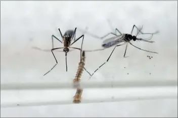  ??  ?? La presencia de los insectos que transmiten el virus del dengue es muy alta en diversas provincias argentinas, mientras que el sarampión, con tasas de vacunación que en algunos municipios llegan apenas al 35%, es cada vez un riesgo más serio.