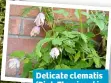  ??  ?? Delicate clematis ‘Pink Flamingo’ is surprising­ly tough