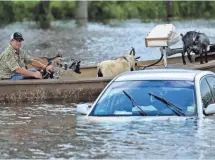  ??  ?? BRENDAN SMIALOWSKI, AFP/GETTY IMAGES A man navigates a boat of rescued goats past a partially submerged car on Aug. 16 in flooded Gonzales, La.