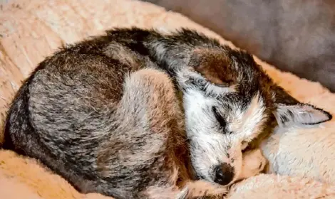  ?? Mohawk Hudson Humane Society ?? In a photo from early February, Sprite sleeps. The dog was among the animals recovered during a raid last month.