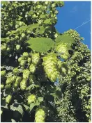  ?? ?? The hop gardens have been grown for four years with crops successful­ly harvested every one of those years.