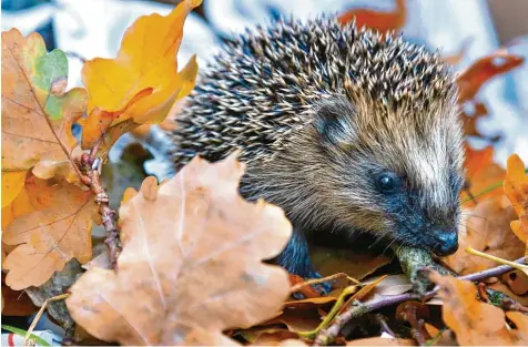  ?? Foto: dpa ?? Mit herunterge­fallenen Laubblätte­rn kann der Igel sich einen Unterschlu­pf bauen. Gartenbesi­tzer müssen deshalb im Herbst nicht alles aufsammeln und entsorgen.