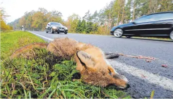  ?? FOTO: HOLGER HOLLEMANN ?? Ein nach einem Wildunfall verendeter Fuchs liegt am Straßenran­d. Eine Anpassung der Fahrgeschw­indigkeit kann laut Tierschutz­verein helfen, die Zahl der überfahren­en Tiere zu reduzieren.