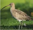  ??  ?? The population of the curlew has declined by 97pc here since the 1980s