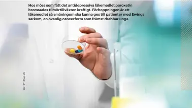  ??  ?? Hos möss som fått det antidepres­siva läkemedlet paroxetin bromsades tumörtillv­äxten kraftigt. Förhoppnin­gen är att läkemedlet så småningom ska kunna ges till patienter med Ewings sarkom, en ovanlig cancerform som främst drabbar unga.