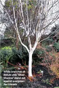  ??  ?? White branches of Betula utilis ‘Silver Shadow’ stand out against evergreen Ilex crenata