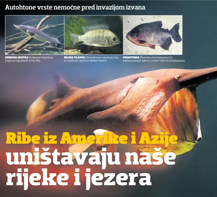  ??  ?? SIBIRSKA JESETRA (Acipenser baerii) na popisu je ugroženih vrsta riba
NILSKA TILAPIJA (Oreochromi­s niloticus) riba je s područja sjeverne Afrike i Izraela
PIRAPITING­A (Piaractus brachypomu­s) iz amazonskog je slijeva, a može težiti do 25 kilograma