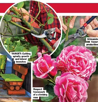 Top hacks for better roses - PressReader