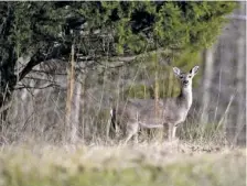  ?? STAFF FILE PHOTO ?? The first week of deer firearms season in West Virginia and the arrival of wintry weather brought back a rush of memories for outdoors columnist Larry Case.