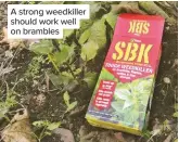  ??  ?? A strong weedkiller should work well on brambles