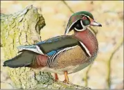  ?? VASSEN / CREATIVE COMMONS COURTESY OF FRANK ?? The male wood duck (shown here) is perhaps North America’s most colorful duck. The wood duck is one of two year-round duck species in Georgia, the other being the mallard. Another species, the hooded merganser, may occasional­ly nest in the state.