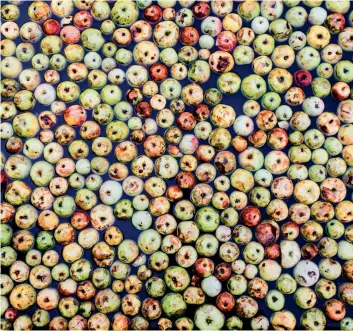  ?? ?? From left: Apples ready to make traditiona­l Basque cider in Astigarrag­a; customers at Zapiain cider house in Astigarrag­a