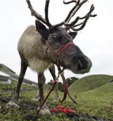  ?? ERIC RISBERG/THE ASSOCIATED PRESS FILE PHOTO ?? In an academic paper, a professor explored how the unique properties of reindeer blue winter eyes might explain why Rudolph had a red nose.
