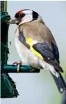  ??  ?? Taking over: Goldfinch