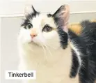  ??  ?? Tinkerbell