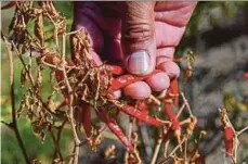  ?? AFP PIC ?? A farmer in Nueva Ecija in the Philippine­s showing his shrivelled chili plant on April 25.