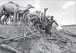  ?? BEN CURTIS/AP ?? Camel herders scoop up water in plastic buckets from one of the few watering holes in the area to water their animals near the drought-affected village of Bandarero, Kenya.