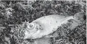  ??  ?? Dead fish washed ashore at the Ocean Inlet Park.