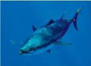  ??  ?? Above:
Southern Bluefin tuna