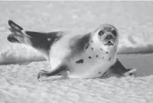  ?? Joe Raedle, Getty Images ?? A harp seal pup near the Gulf of St. Lawrence in Canada.