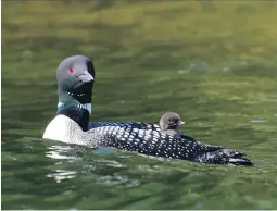  ??  ?? DONNA BOYLE, LOON AND CHICK