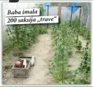  ??  ?? Baba imala
200 saksija „trave“