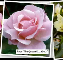  ?? ?? Rose ‘The Queen Elizabeth’