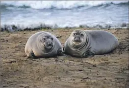  ?? Dan Costa UC Santa Cruz ?? THE CALIFORNIA Conservati­on Genomics Project will sequence DNA samples from 235 plant and animal species, including the northern elephant seal, above.